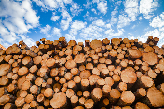 US timber industry crippled by COVID-19