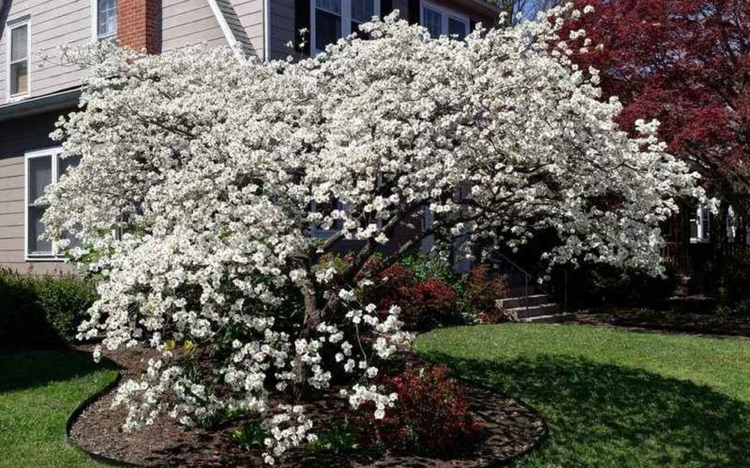 Coffee County to participate in Tennessee Tree Day in March