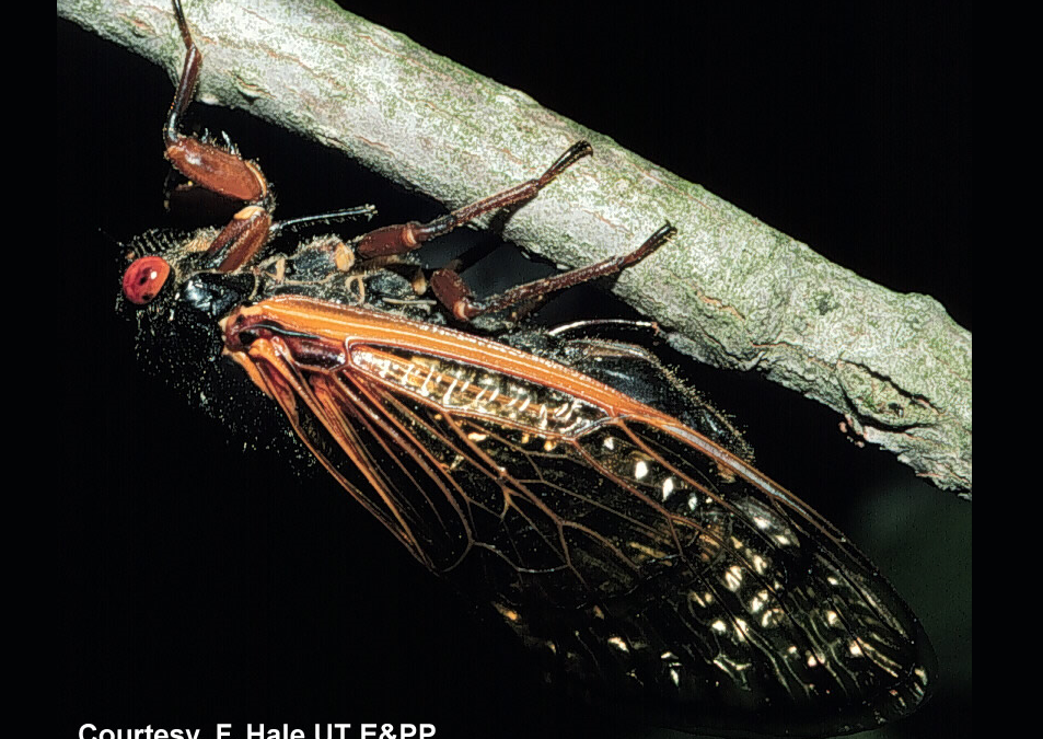 17-year cicadas emerging in Tennessee