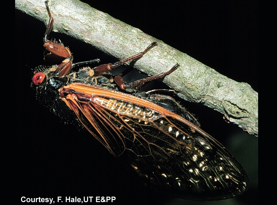 17year cicadas emerging in Tennessee Thunder Radio
