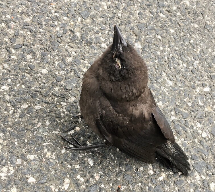 The TWRA responds to bird disease concerns