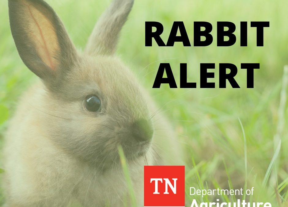 Tennessee state vet issues order allowing distribution of vaccine to protect rabbits against Hemorrahagic Disease